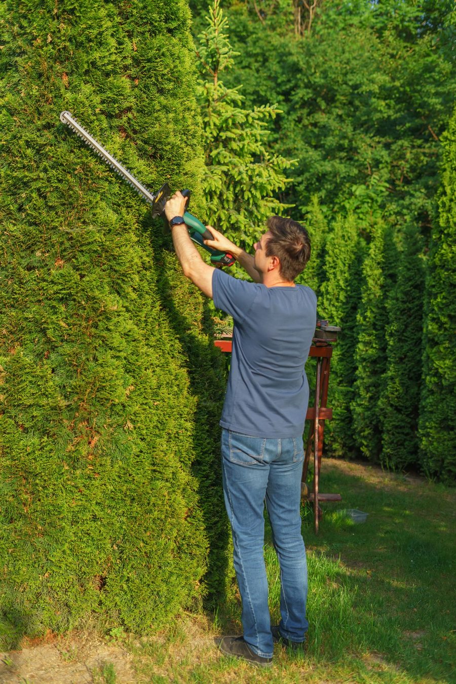 Gärtner schneidet eine Thuja-Hecke mit der Heckenschere
